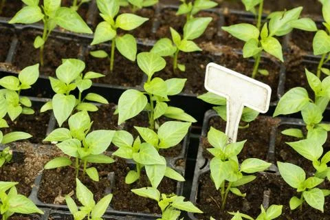 Seedlings Stock Photos