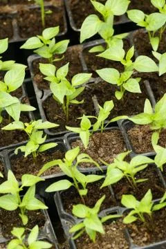 Seedlings Foto stock