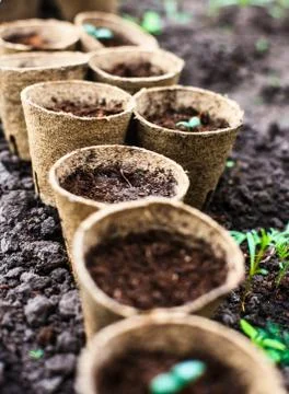 Seedlings Stock Photos