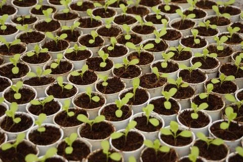 Seedlings Foto stock
