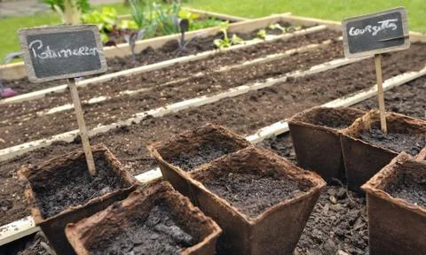 Seedlings Stock Photos