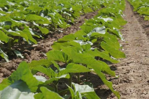 Seedlings Stock Photos