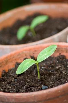 Seedlings Stock Photos