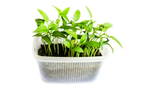 Seedlings Stock Photos