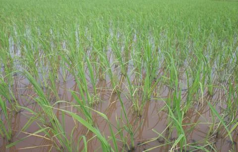 Seedlings from planting. Foto stock
