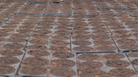 Seedlings plants Stock Footage 221516626