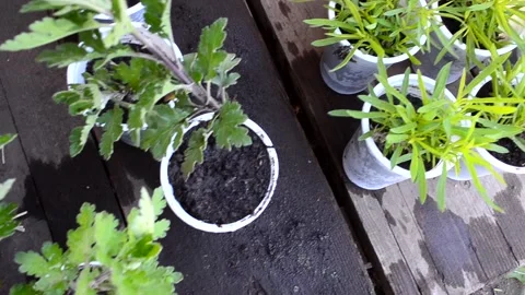 Seedlings plants in spring garden Stock Footage 155140051