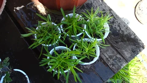 Seedlings plants in spring garden Stock Footage 155141192