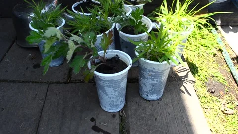 Seedlings plants in spring garden Stock Footage 155141227
