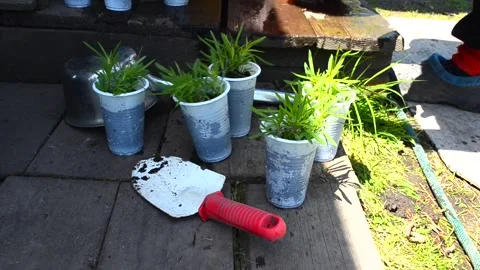 Seedlings plants in spring garden Stock Footage 155141617