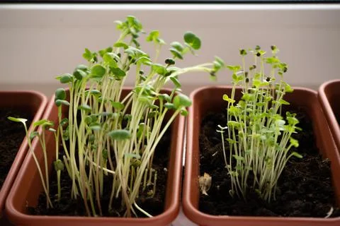 Seedlings on the pot Stock Photos