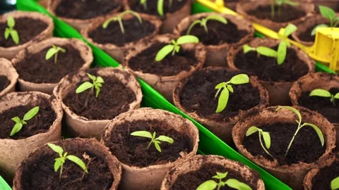 Seedlings in pots close up Stock Footage 152678619