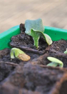 Seedlings in pots Stock Photos