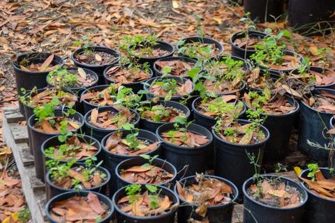 Seedlings in the pots Stock Photos