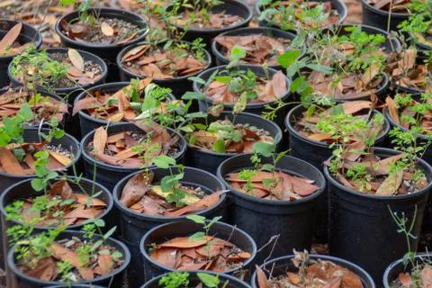Seedlings in the pots Stock Photos
