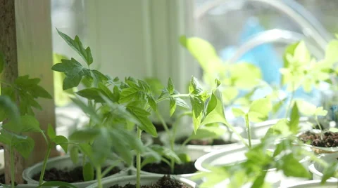 Seedlings in  pots, tracking shot Stock Footage 61846900