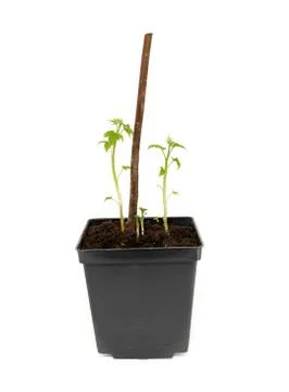 Seedlings of raspberries Stock Photos