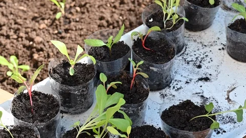 Seedlings in reusable plastic cups set on the edge of a raised garden bed Stock Footage 128054172