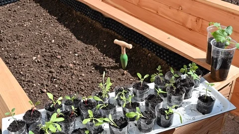 Seedlings in reused plastic cups set on the corner of the raised garden bed Stock Footage 128054688