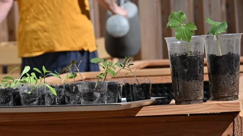 Seedlings in reused plastic cups set on the raised garden bed with gardener Stock Footage 128054904