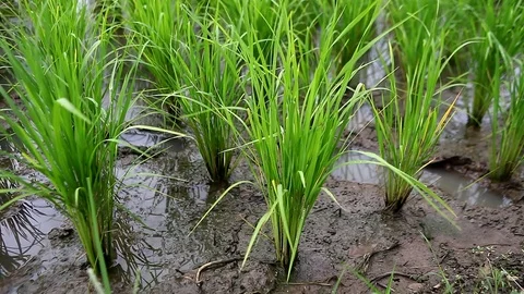 Seedlings of rice Stock Footage 79864911