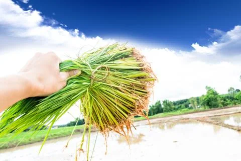 Seedlings rice Stock Photos