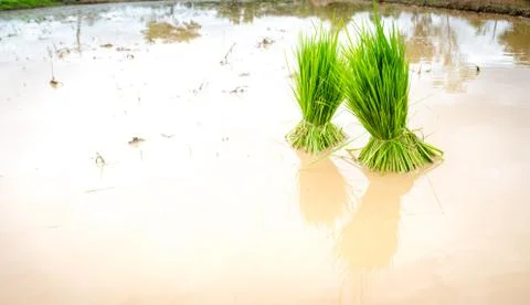 Seedlings rice Stock Photos