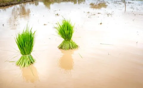 Seedlings rice Foto stock