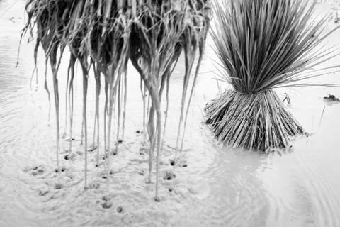 Seedlings rice Stock Photos