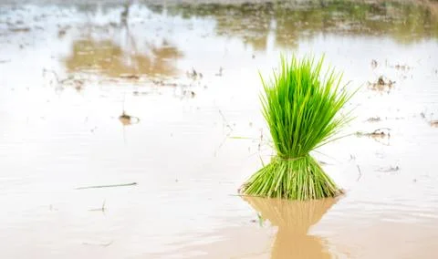 Seedlings rice Stock Photos