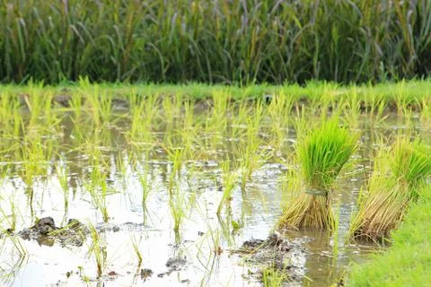 Seedlings Rice Stock Photos