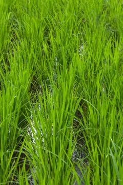 Seedlings of rice Stock Photos