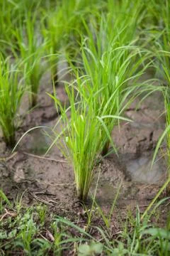 Seedlings of rice Stock Photos