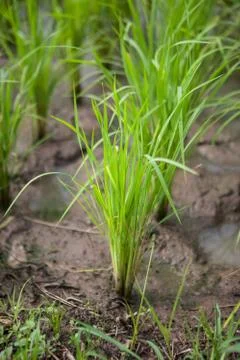 Seedlings of rice Stock Photos