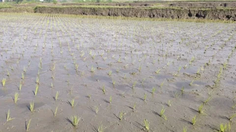 Seedlings of Rice Plants Rice Fields Stock Footage 296566207