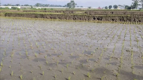 Seedlings of Rice Plants Rice Fields Stock Footage 296566221