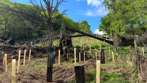 Seedlings saplings in plastic tubes on wind or avalanche damaged slope pan. 库存影片 308797439