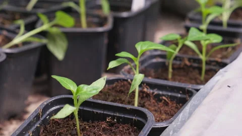 Seedlings in Separate Jars. Young Shoots. Greenhouse Growing Conditions. Healthy Stock Footage 158154594