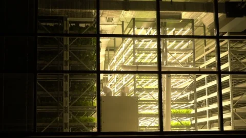 Seedlings on the shelves 库存影片 119781858