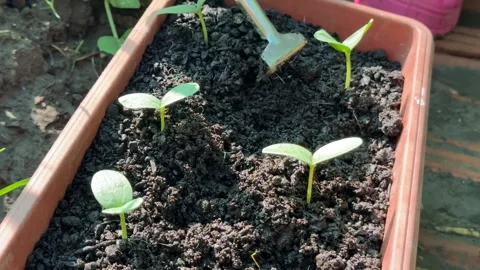 Seedlings in Soil Stock Footage 313867629