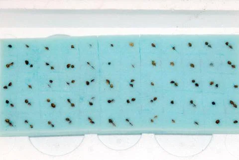 Seedlings in the sponge Stock Photos