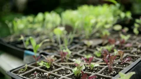 Seedlings in starter trays - rack focus Stock Footage 22011382