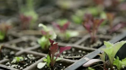 Seedlings in starter trays - rack focus Stock Footage 22011413