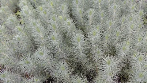 Seedlings of stone pine, native to the Mediterranean region, in tree nursery Stock Footage 124524429