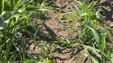 Seedlings in Sunlight Stock Footage 311657582