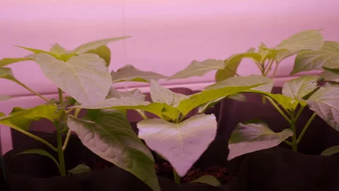 Seedlings of sweet pepper under light of phytolamp. Growing vegetables at home. Stock Footage 235173505