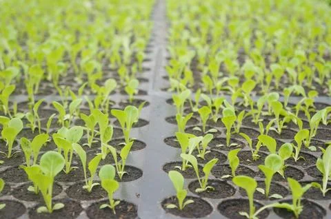 Seedlings thrive in rows within a tropical nursery Foto stock