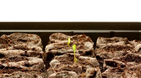 Seedlings Timelapse Video stock 7984316