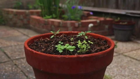 Seedlings of Tomato, Basil and Herbs in Pots in Sunny Garden Breeze Stock-Footage 337560056