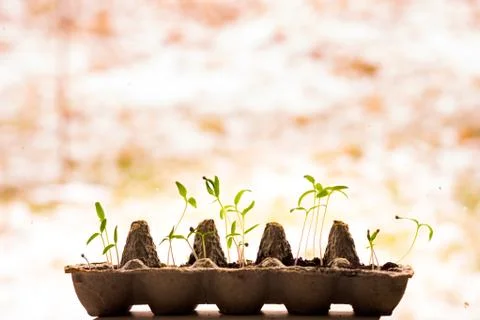 Seedlings tomato in an egg box Stock Photos